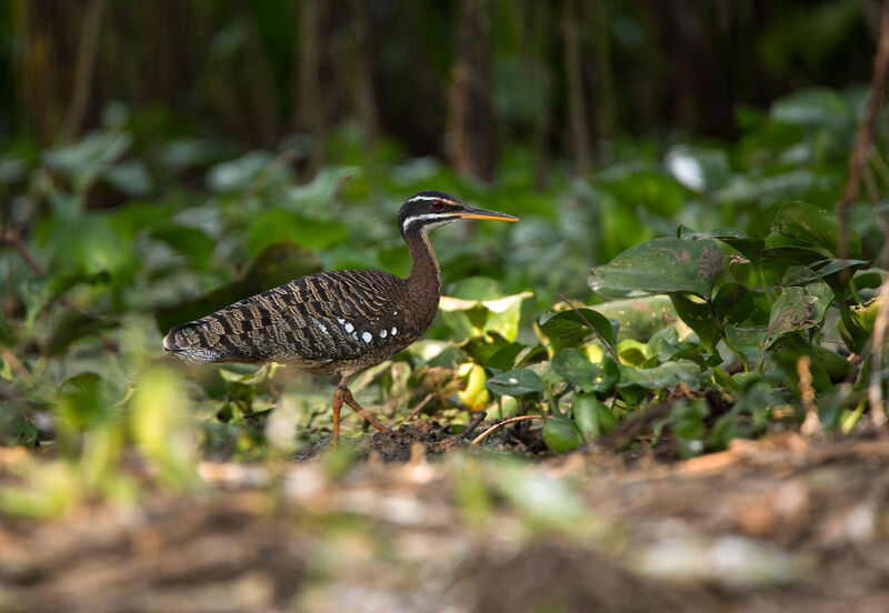 Caurale soleil, habitat