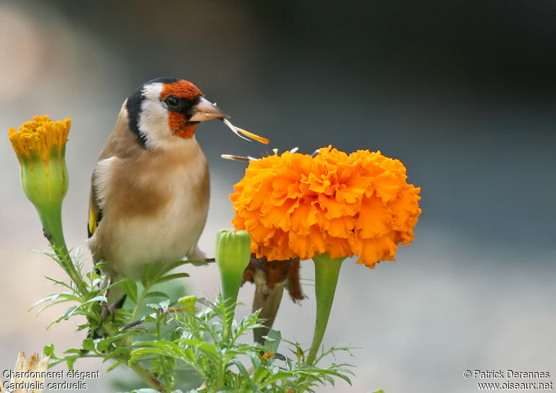 European Goldfinchadult