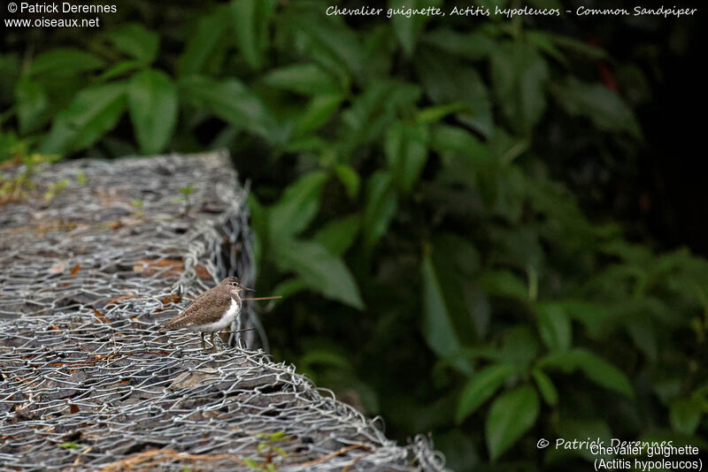 Chevalier guignette, identification, habitat