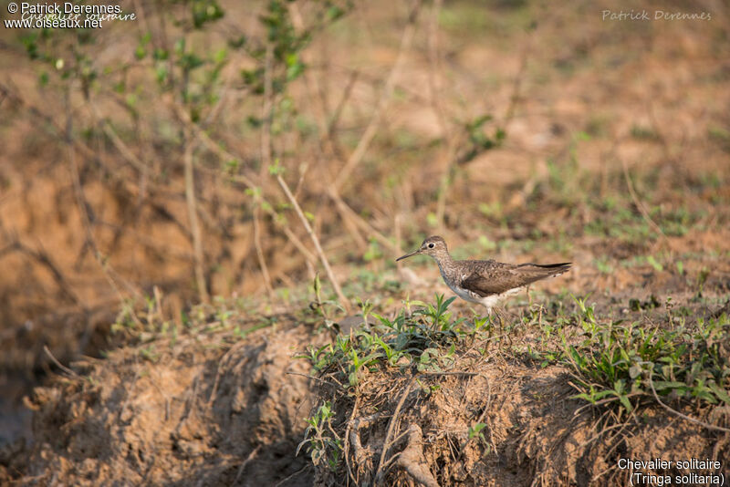 Solitary Sandpiper, identification, habitat