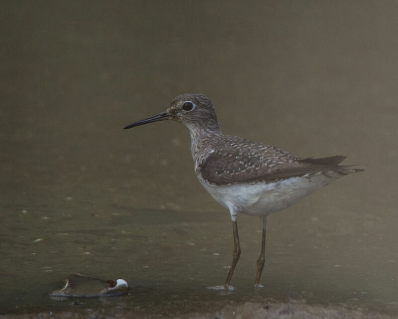 Solitary Sandpiper, identification, habitat