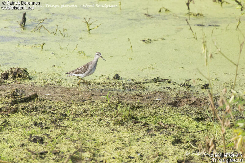 Wood Sandpiper, identification