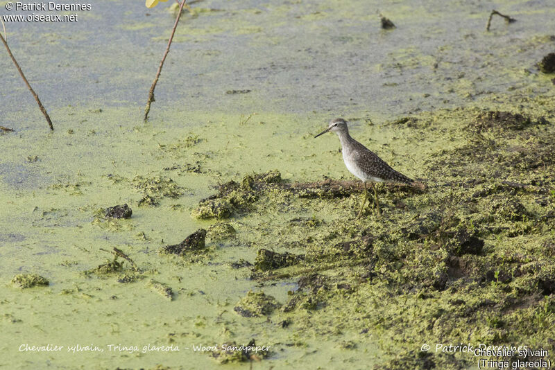 Wood Sandpiper, identification, habitat