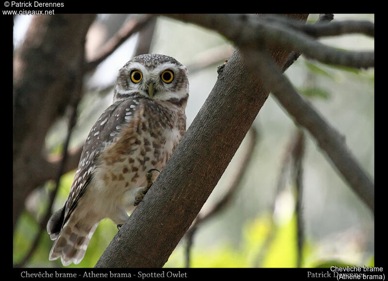 Spotted Owlet, identification