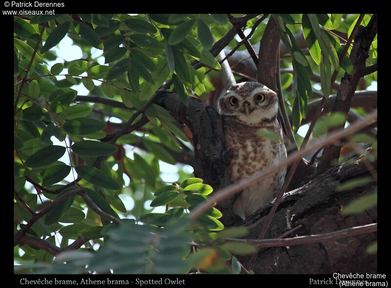 Spotted Owlet, identification, habitat