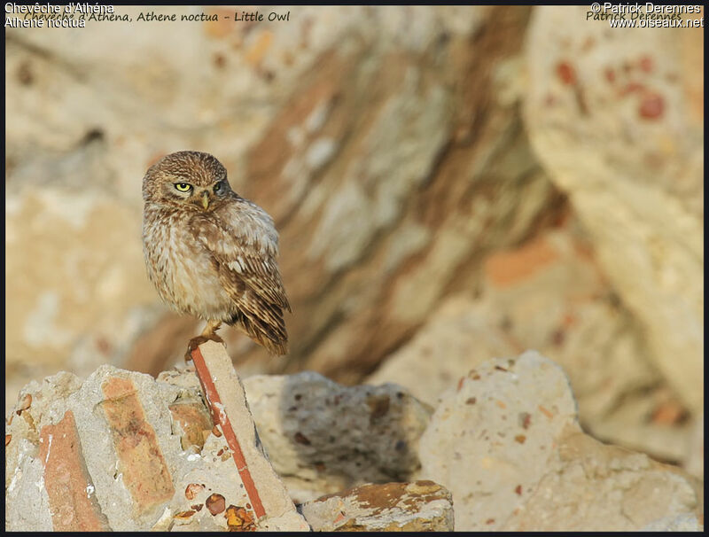 Little Owl, identification, Behaviour