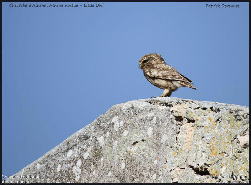 Little Owl, identification