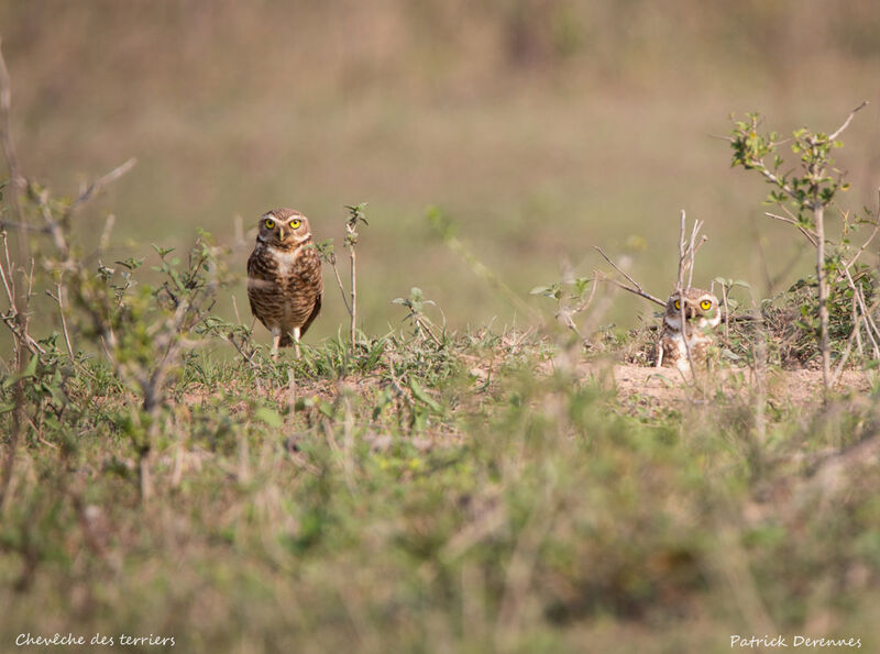 Burrowing Owl, identification, habitat