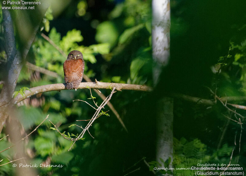 Chevêchette à dos marron, identification, habitat