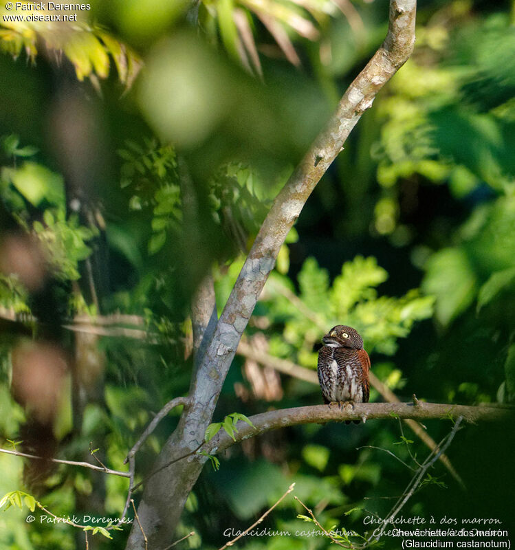 Chevêchette à dos marron, identification, habitat