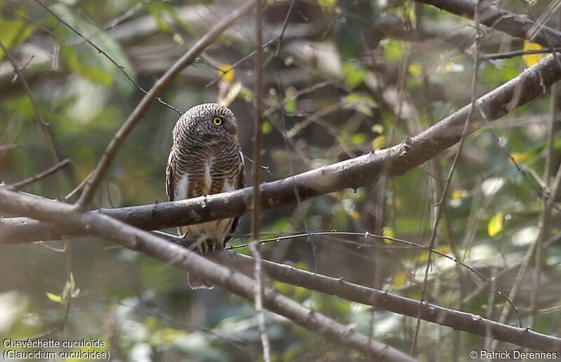 Asian Barred Owlet