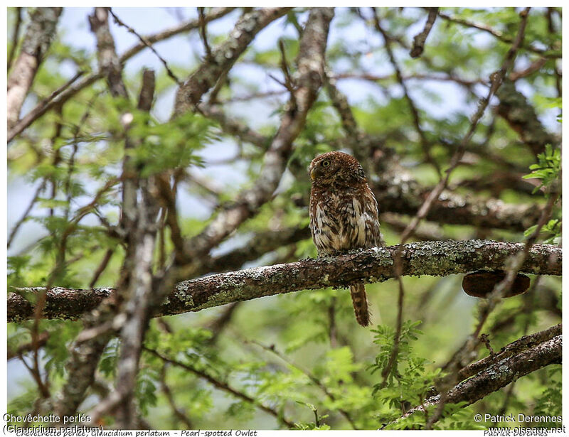 Pearl-spotted Owletadult, identification