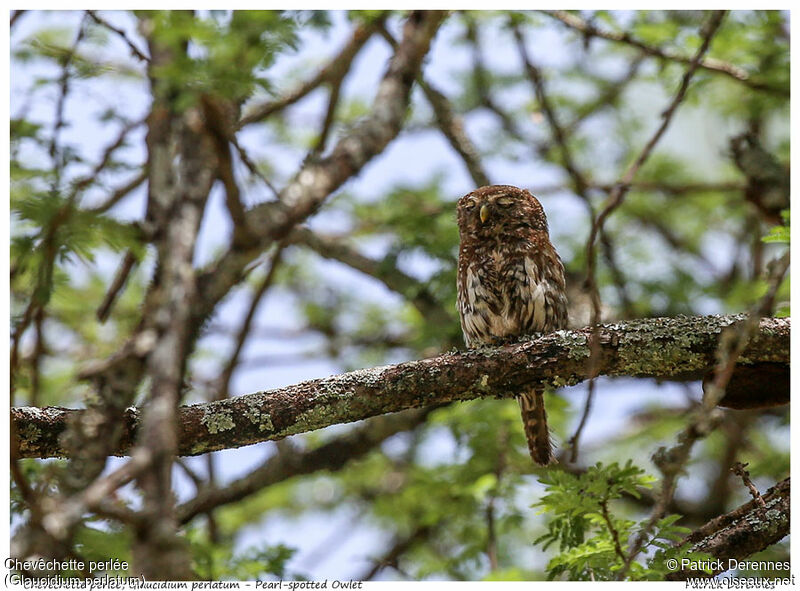 Pearl-spotted Owletadult, identification