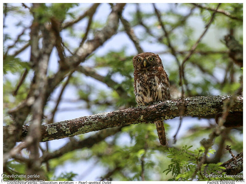 Pearl-spotted Owletadult, identification