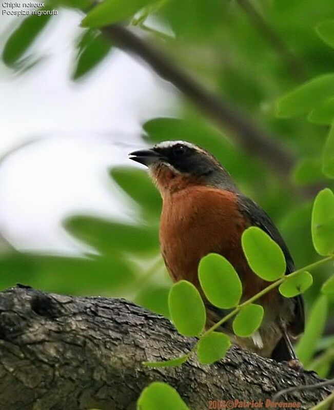 Black-and-rufous Warbling Finch