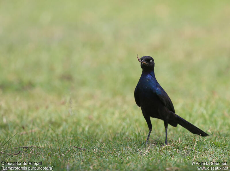 Rüppell's Starlingadult, identification, feeding habits