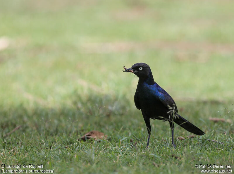 Rüppell's Starlingadult, identification, feeding habits