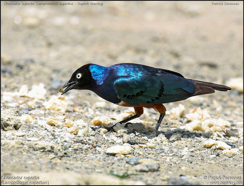 Superb Starlingadult, identification, feeding habits