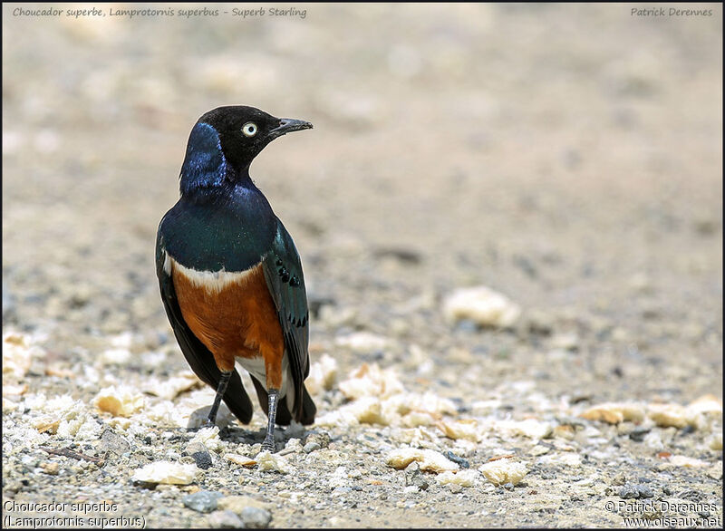 Superb Starlingadult, identification