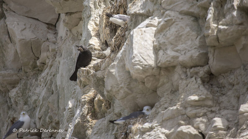 Western Jackdawadult, identification, Reproduction-nesting