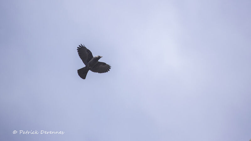 Western Jackdaw, Flight