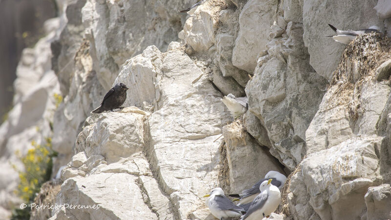 Choucas des tours, identification, habitat