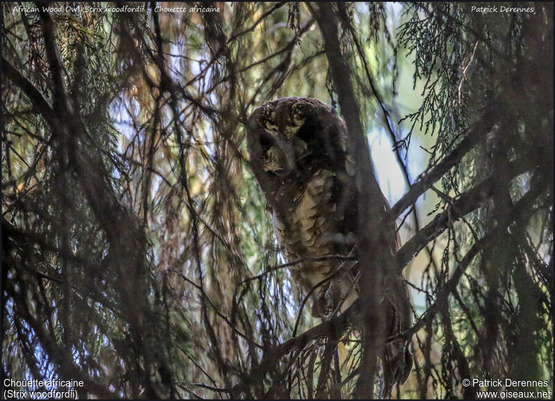 African Wood Owladult, identification