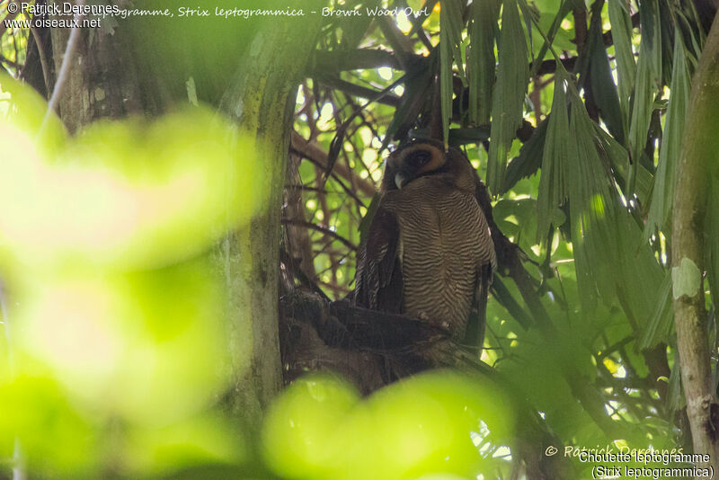 Brown Wood Owl, identification, habitat