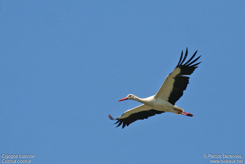 White Stork