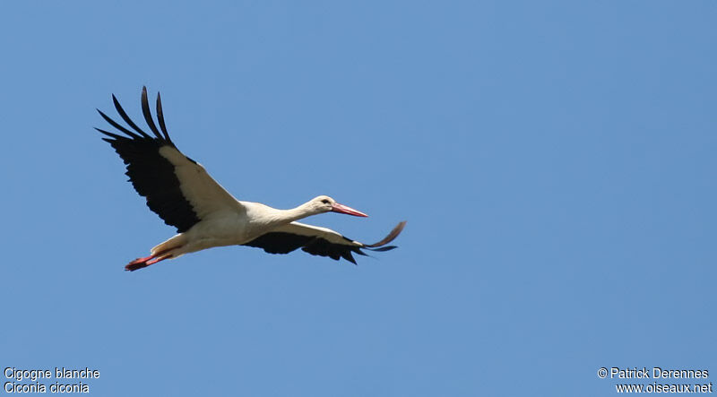 White Stork