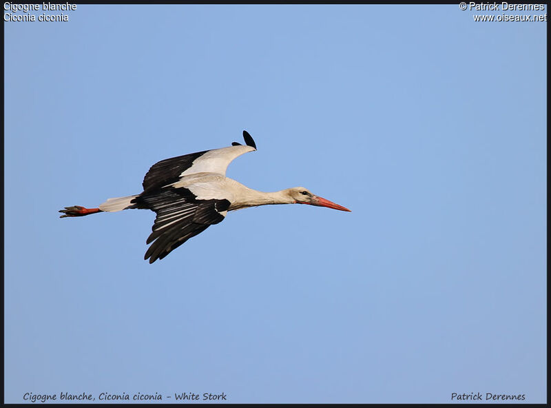 White Stork, Flight