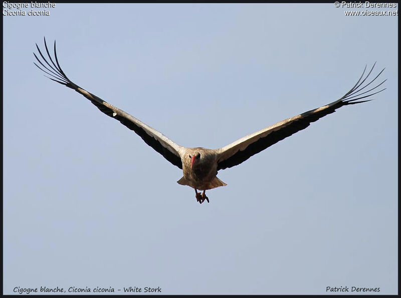 White Stork, Flight