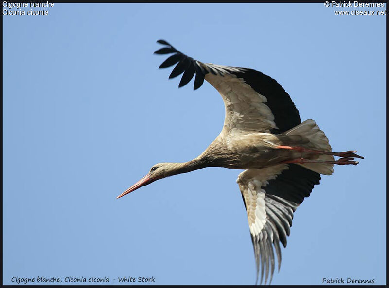 White Stork, Flight