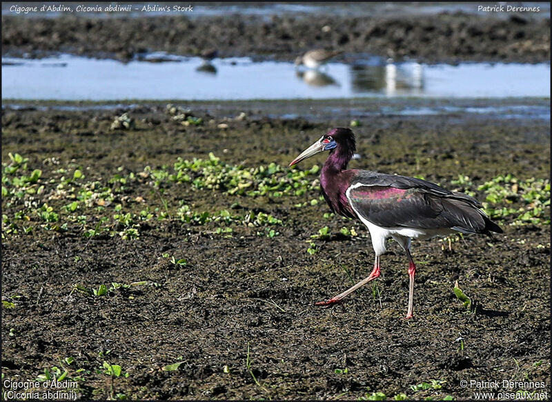 Cigogne d'Abdimadulte, identification