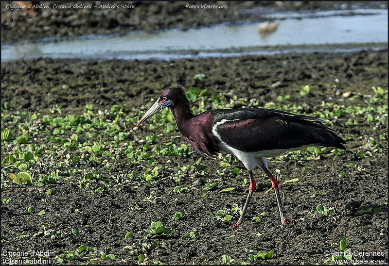 Cigogne d'Abdimadulte, identification