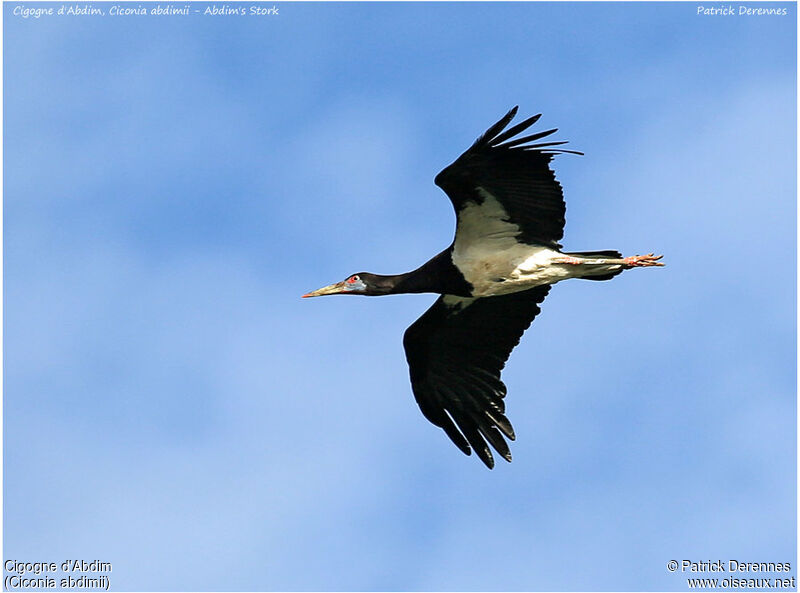 Abdim's Storkadult, Flight