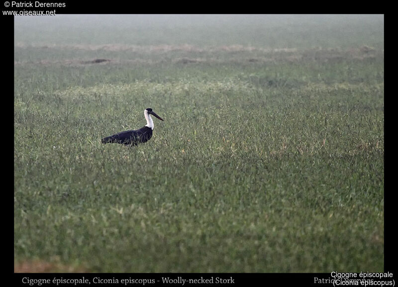 Cigogne épiscopale, identification, habitat