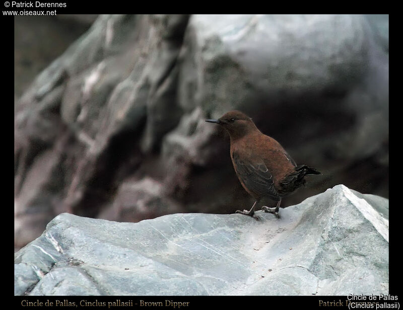 Brown Dipper, identification, habitat