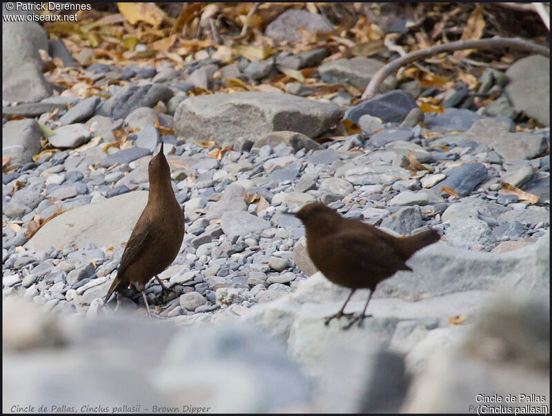 Brown Dipper, identification, habitat, courting display