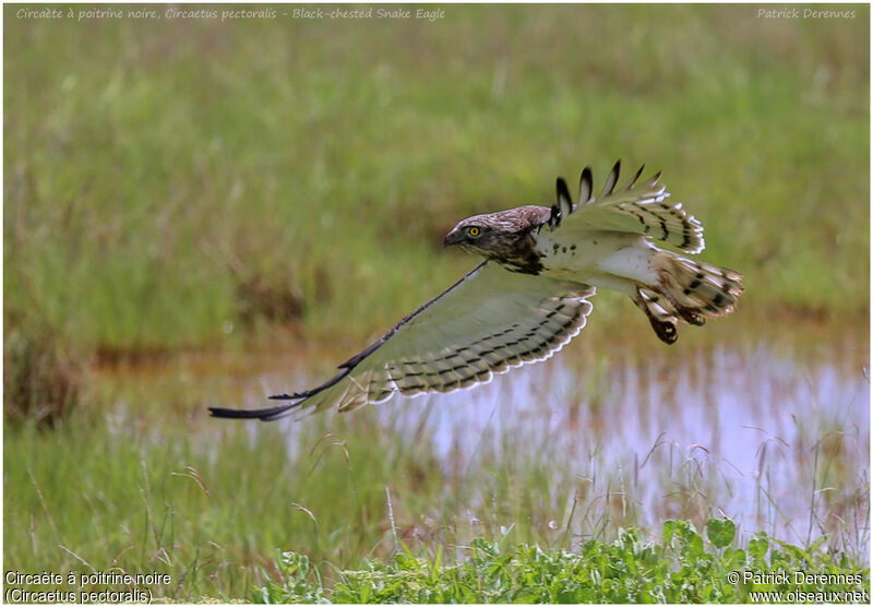 Black-chested Snake Eagleadult, Flight