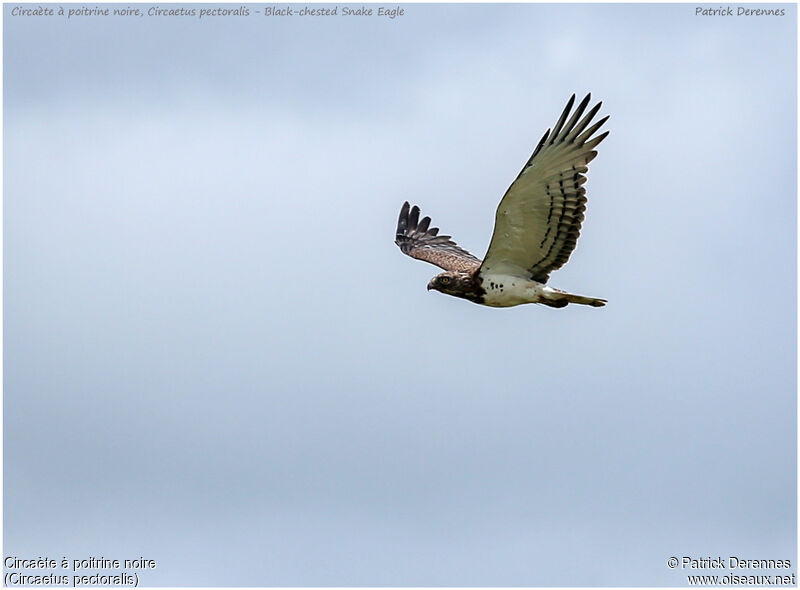 Black-chested Snake Eagleadult, Flight