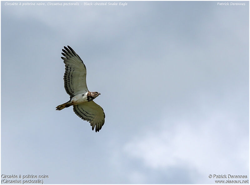 Black-chested Snake Eagleadult, Flight