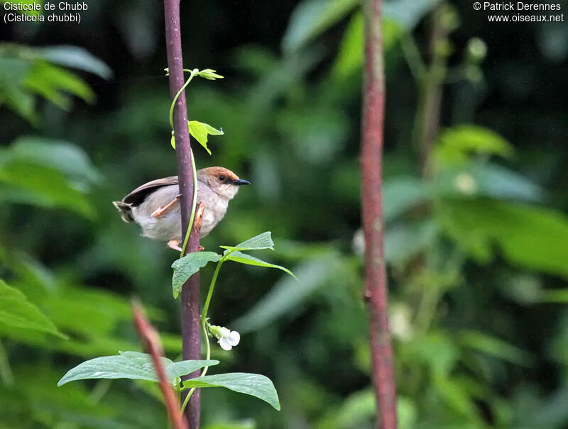 Chubb's Cisticola