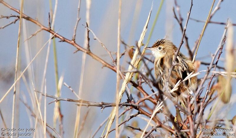 Zitting Cisticola, identification