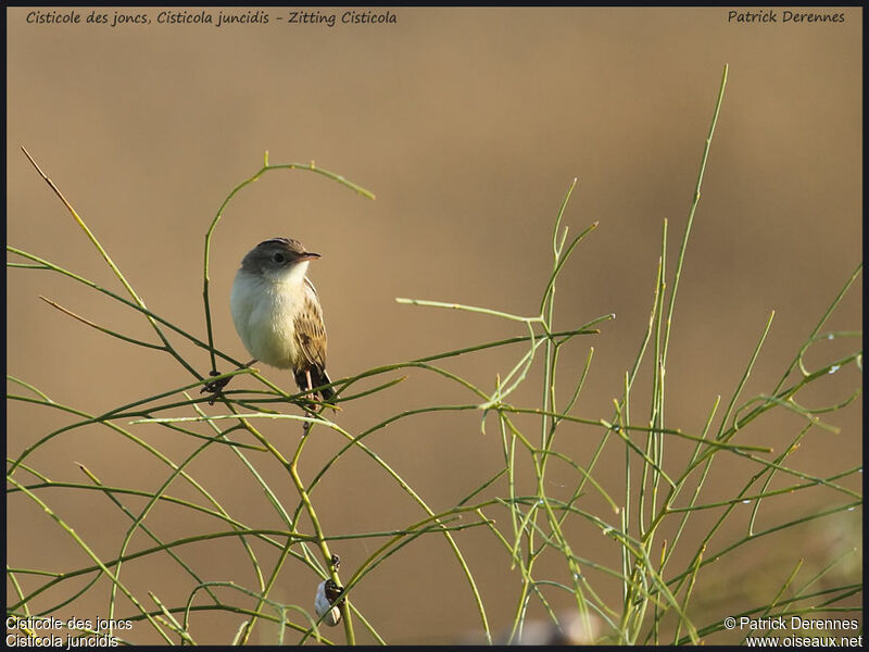 Zitting Cisticolaadult, identification, Behaviour