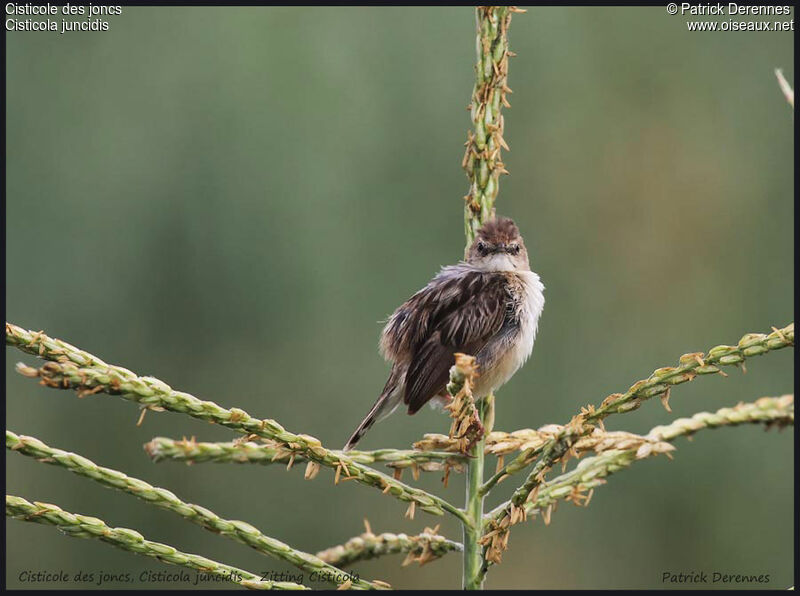 Zitting Cisticola, identification