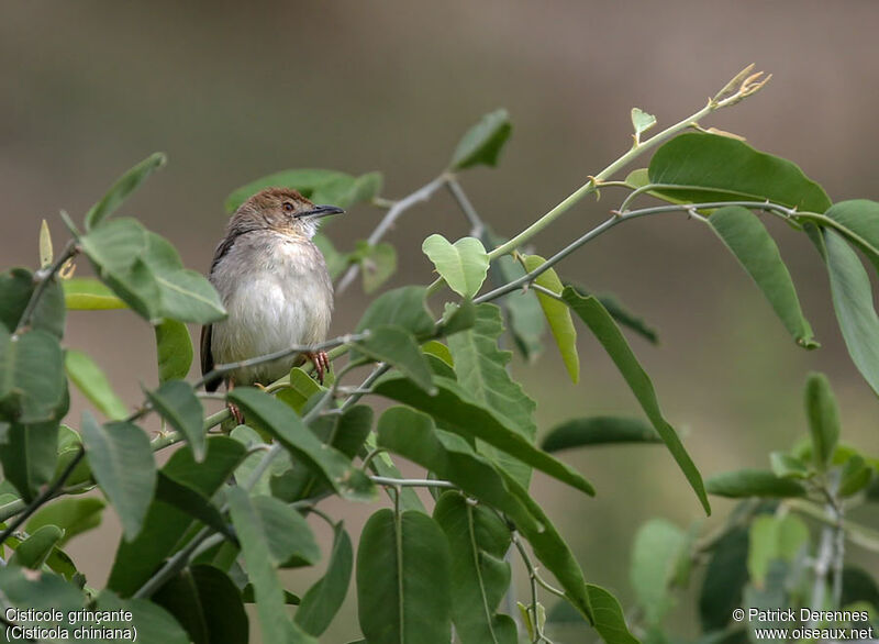 Rattling Cisticolaadult, identification