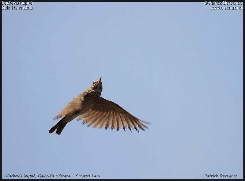 Crested Lark, identification, Flight, song, Behaviour