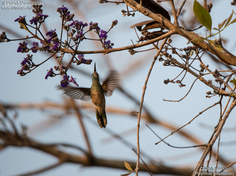 White-tailed Goldenthroat, identification, habitat