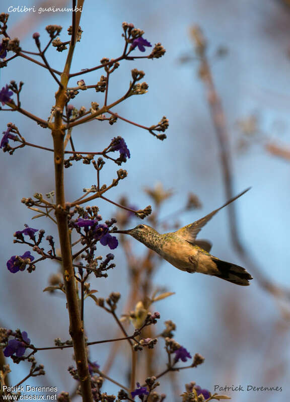 Colibri guaïnumbi femelle, Vol, mange